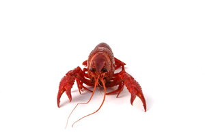 Fischkunde/flusskrebs