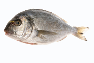 Fischkunde/goldbrasse