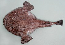 Fischkunde/seeteufel