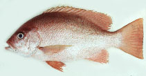 Fischkunde/snapper