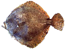 Fischkunde/steinbutt