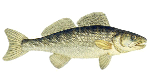 Fischkunde/zander